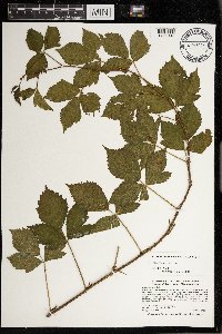 Rubus dissensus image
