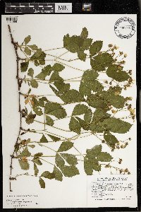 Rubus dissensus image