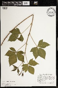 Rubus dissensus image