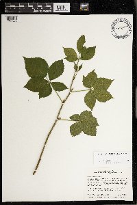 Rubus superioris image