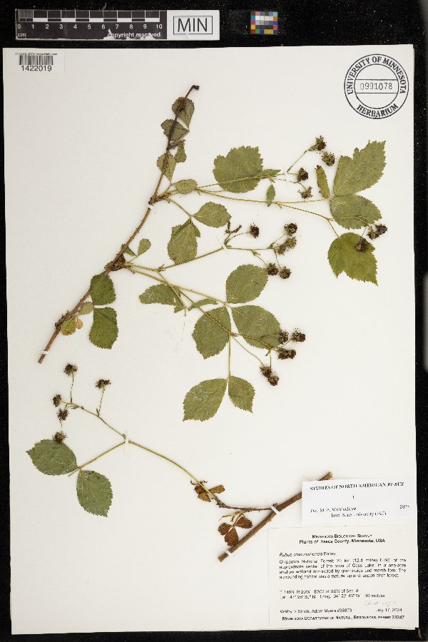 Rubus wisconsinensis image