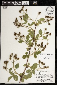 Rubus rosa image