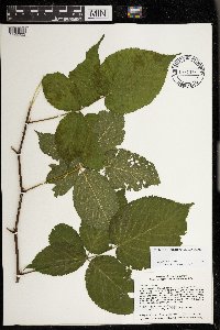 Rubus rosa image