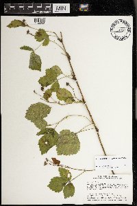 Rubus satis image