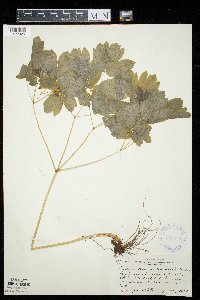 Caulophyllum thalictroides image