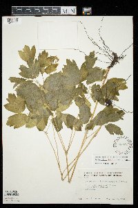 Caulophyllum thalictroides image