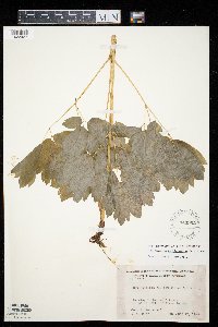 Caulophyllum thalictroides image