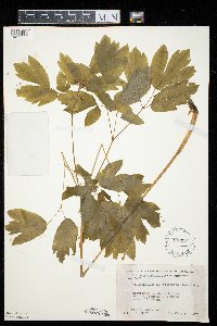 Caulophyllum thalictroides image