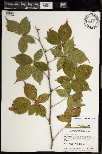 Rubus wisconsinensis image