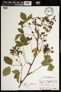 Rubus dissensus image