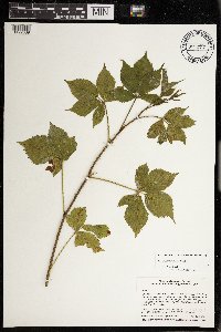 Rubus dissensus image