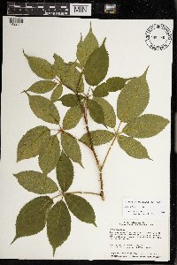 Rubus ablatus image