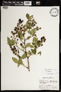 Rubus ablatus image