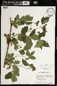 Rubus wisconsinensis image