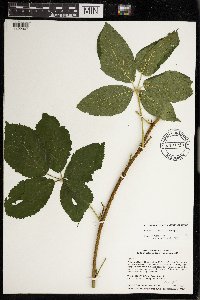 Rubus wisconsinensis image