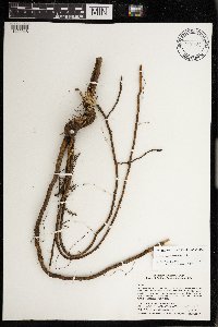 Rubus wisconsinensis image