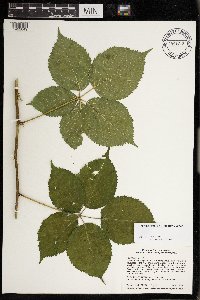 Rubus satis image