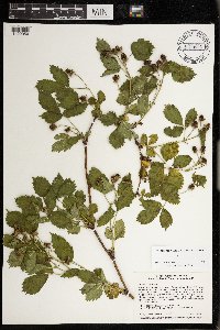Rubus satis image