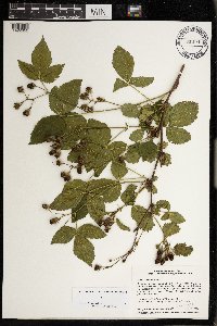 Rubus superioris image