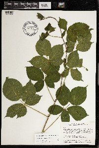 Rubus wisconsinensis image