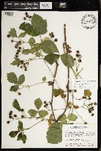 Rubus wisconsinensis image
