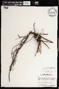 Rubus wisconsinensis image