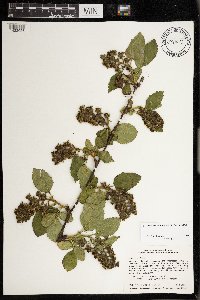 Rubus rosa image