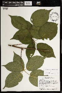 Rubus rosa image