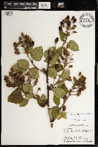 Rubus rosa image