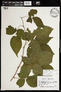 Rubus superioris image