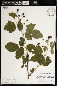 Rubus superioris image