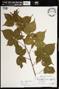 Rubus frondosus image