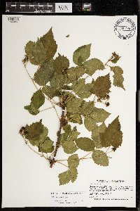 Rubus frondosus image