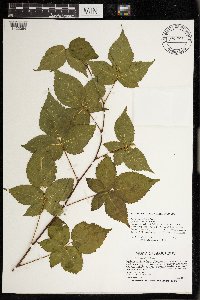 Rubus heterophyllus image