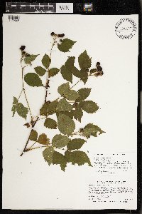 Rubus heterophyllus image