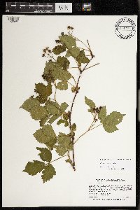 Rubus frondosus image