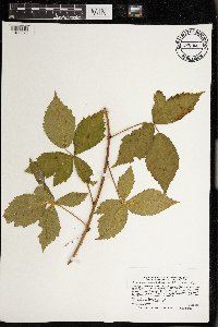 Rubus wisconsinensis image