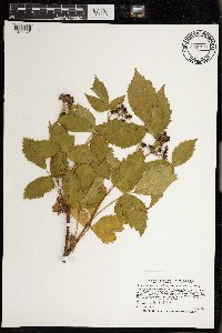 Rubus wisconsinensis image