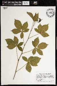 Rubus wheeleri image