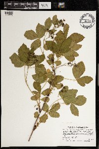 Rubus wheeleri image