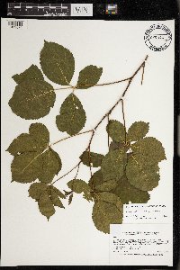 Rubus wheeleri image