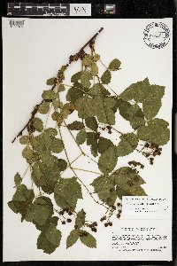 Rubus wheeleri image
