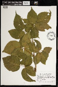 Rubus rosa image