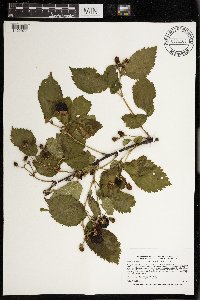 Rubus rosa image
