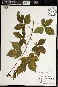 Rubus superioris image