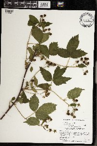 Rubus superioris image