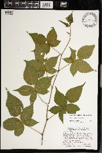 Rubus multiformis image