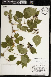Rubus multiformis image