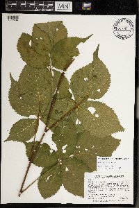 Image Associated With the Occurrence