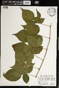 Rubus satis image